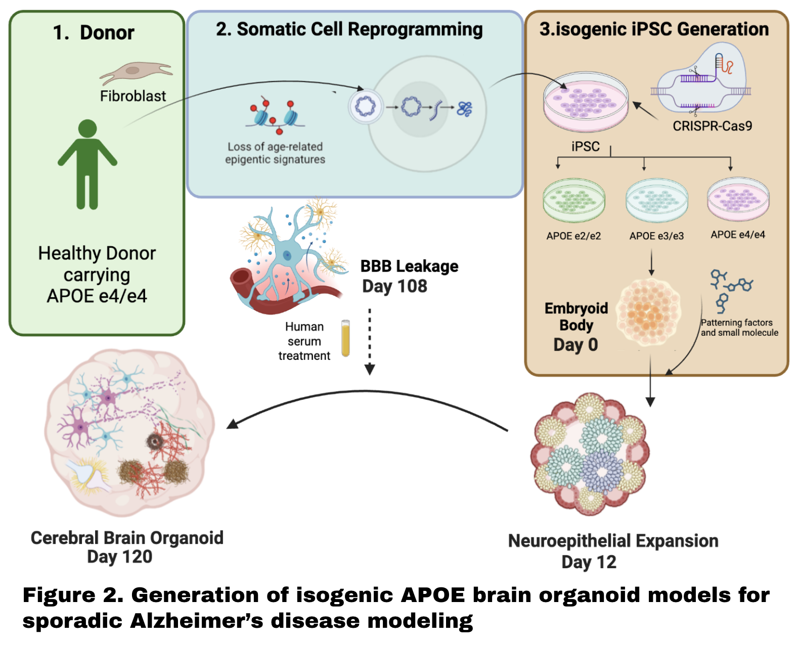 APOE-genotype-specific brain organoid platform overview